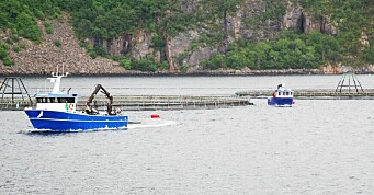 Setter i verk tiltak for å hindre rømt fisk i vassdraga i Hardanger under gytetida