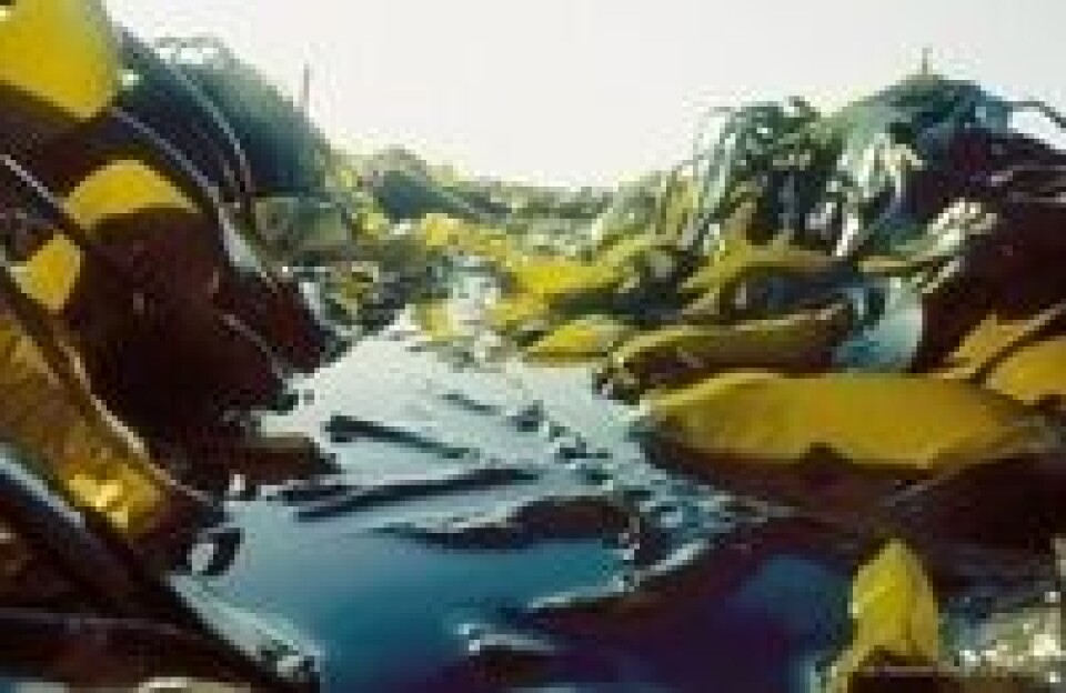 Det nye Senteret for forskningsdrevet innovasjon (SFI), Foods of Norway skal utvikle miljøvennlig og framtidsrettet dyrefôr fra naturlige ressurser. Foto: Seaweed Energy Solutions