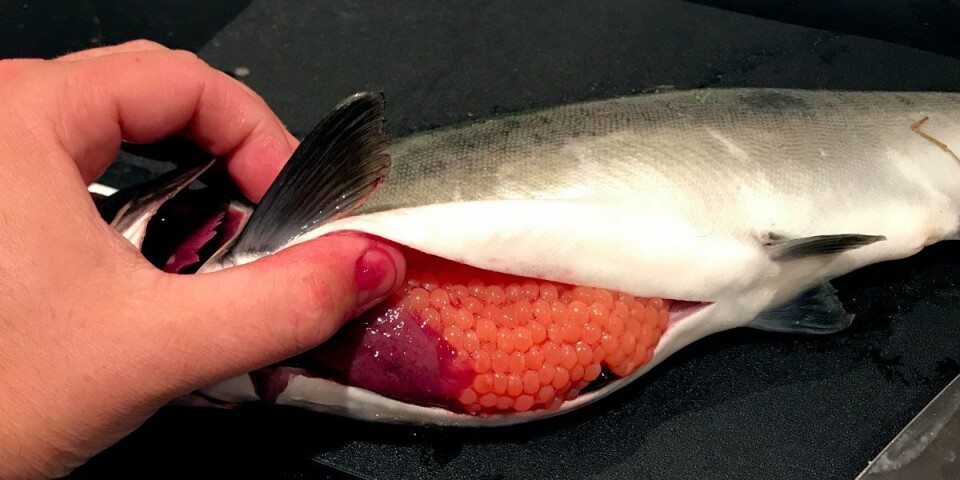 I følge Thorstad har all fisk som er sjekket for kjønnsmodning mye melke eller stor rogn, så det er en fare for at de gyter i elvene. Foto Kim Andre S. Herstad.