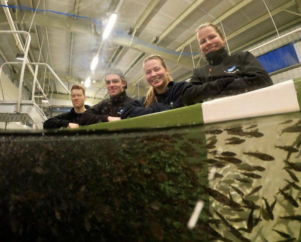 Fra venstre Håvard Frøyen, Håvard Brandsøy, Henriette Helle og Hanne Sveen foran siste kar med torskeyngel klare til levering. Foto: Eivind Hauge.