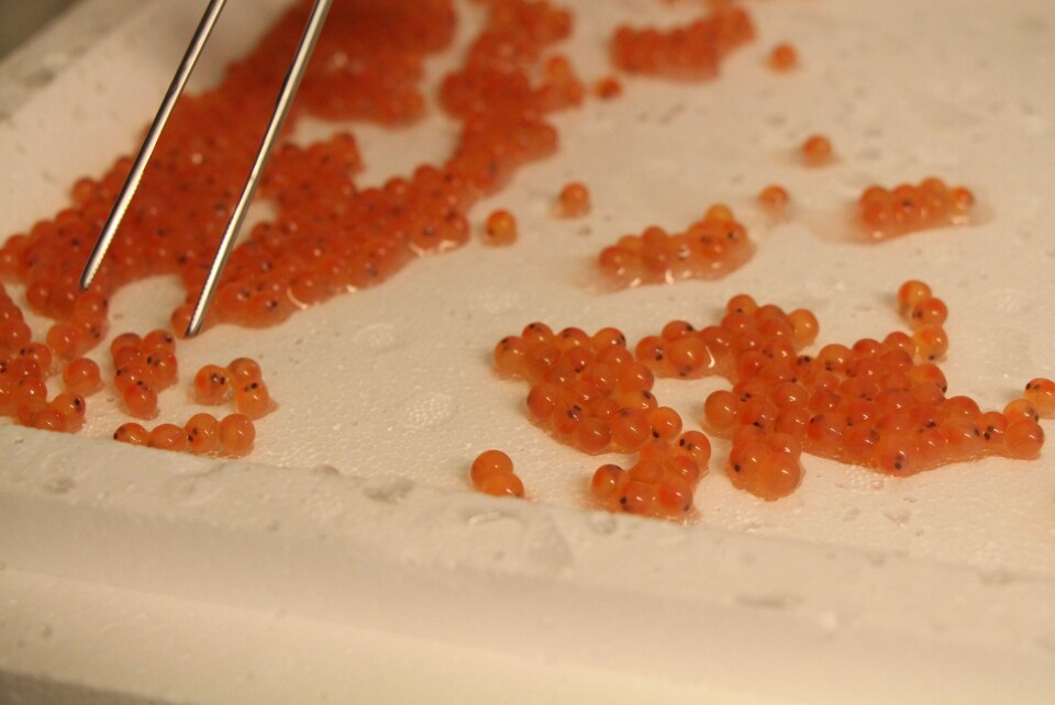 Rognillustrasjon. Foto: Salmobreed.