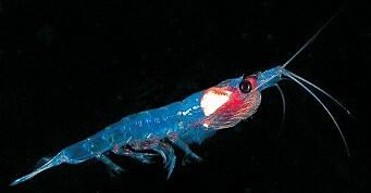 Rekordsalg av fôr med bærekraftsertifisert krill