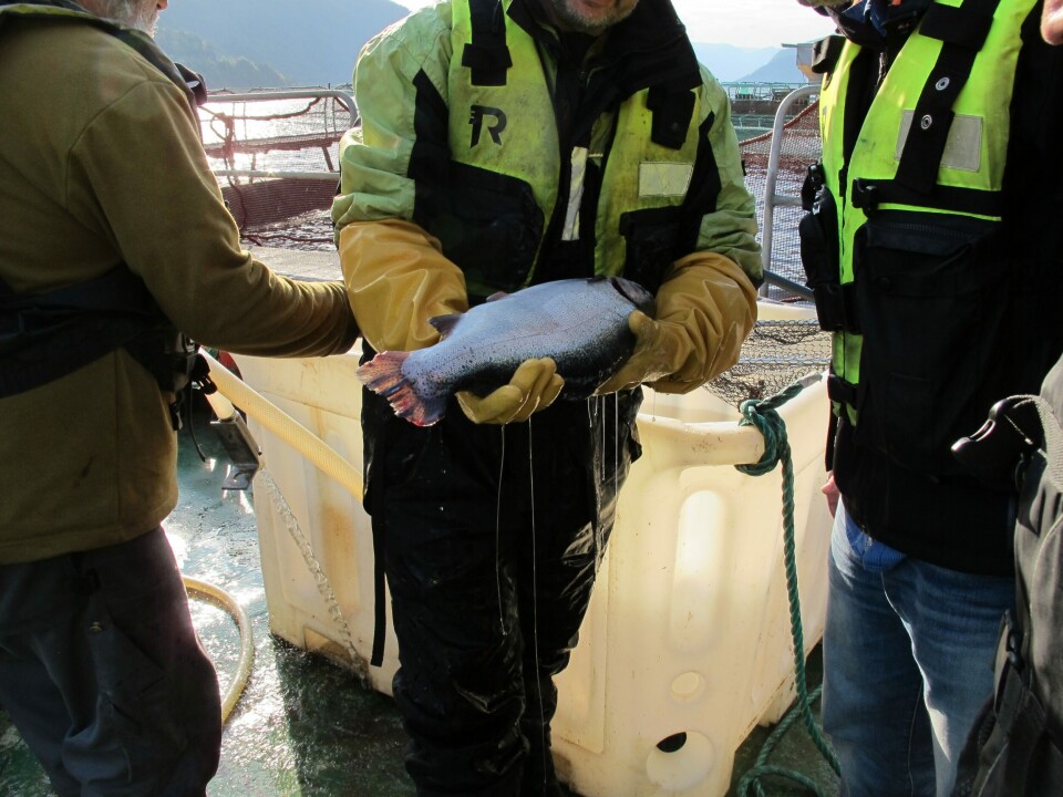 Ny felstudie viser at fôrtilsetning har svært positiv effekt mot lusepåslag hos regnbueørret. Foto: Biofeed.