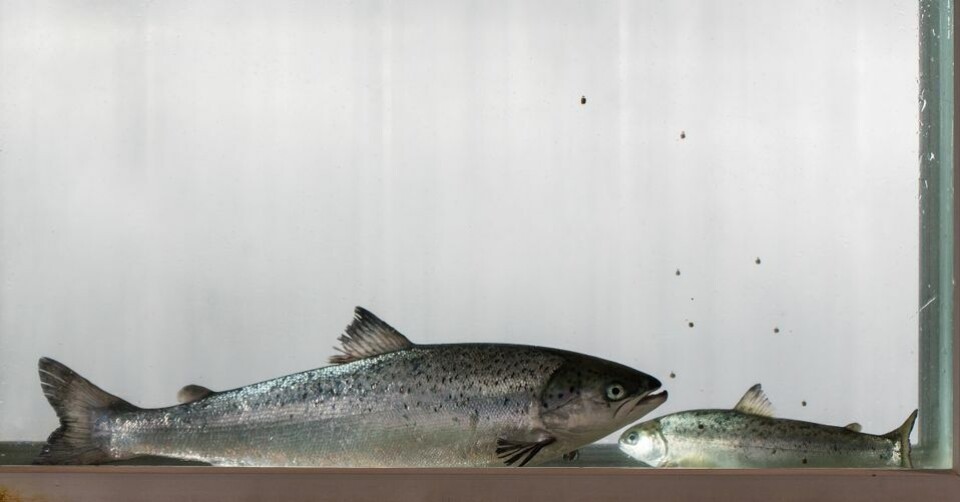 Stor postsmolt når ikke alltid slaktestørrelse før en liten smolt, viser nye forsøk i Nofima og CtrlAQUA.