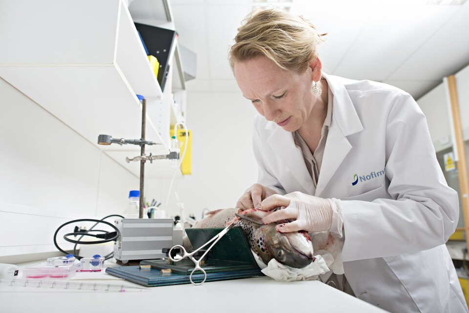 Tone-Kari Knutsdatter Østbye på labben. Leverprøver av laks