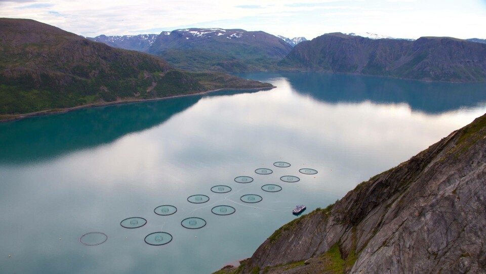 Grieg Seafood slaktet nesten 25 % mer i Finnmark i Q4 2018 sammenlignet med året før. I kombinasjon med god kvalitet på fisken fikk de en EBIT/kg på 20,07 kr/kg mot 11,90 i Q4 2017. Foto: GSF/Trude Elisabeth Østvedt