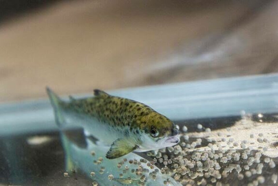 Laks har behov for tilstrekkelig sink og marint omega-3 i fôret for at barrierevevene skinn, gjeller og tarm skal være intakte og robuste og tåle overgangen til sjøvann. Foto: Terje Aamodt/Nofima.