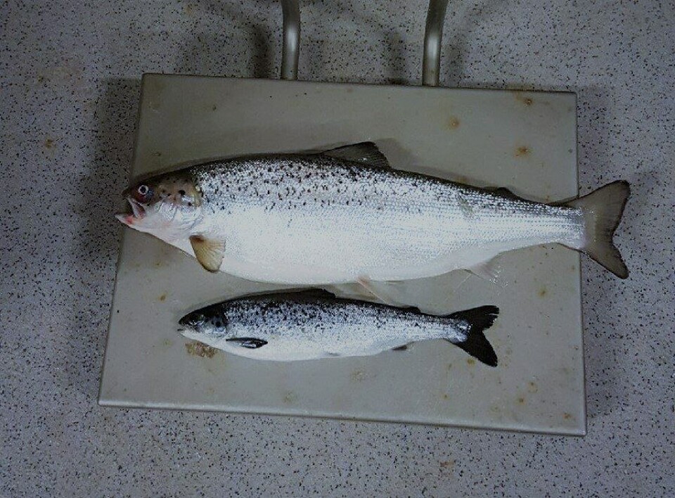 Sisomar har kommet langt på vei med produksjon av storsmolt. Her ser du en på 950 gram i forhold til en «normal» smolt på 170 gram. Foto: Sisomar. Sisomar har kommet langt på vei med produksjon av storsmolt. Her ser du en på 950 gram i forhold til en «normal» smolt på 170 gram. Foto: Sisomar.