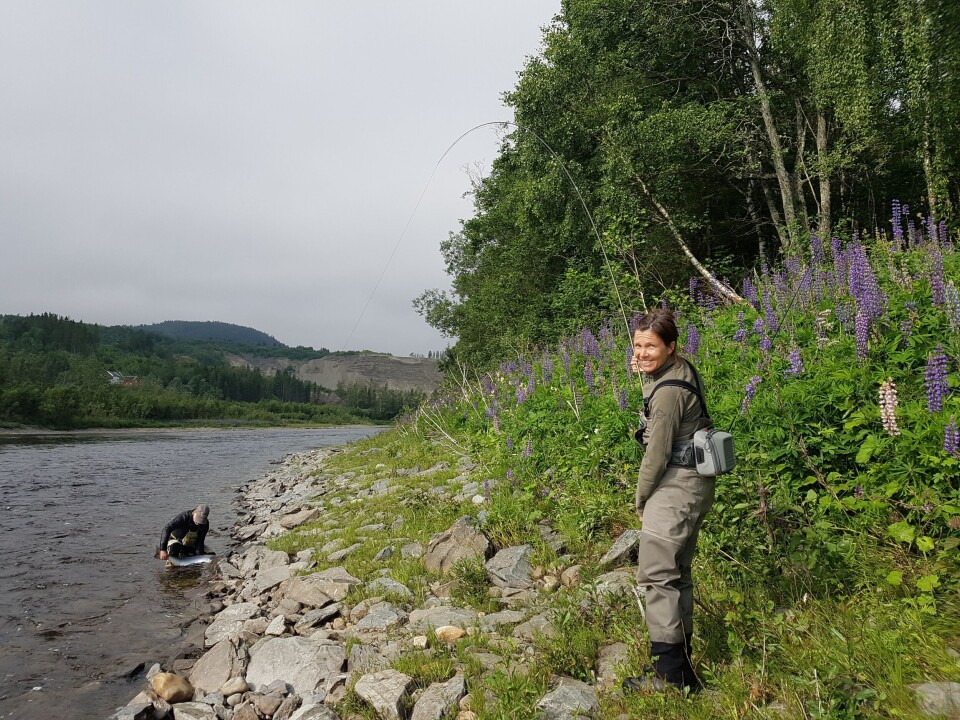 Anneliese og Mattias Ohlson lander en flott laks på ca 10 kg som gjenutsettes. Hembre gård i Stjørdalselva. Foto: Torfinn Evensen, Norske Lakseelver Anneliese og Mattias Ohlson lander en flott laks på ca 10 kg som gjenutsettes. Hembre gård i Stjørdalselva. Foto: Torfinn Evensen, Norske Lakseelver