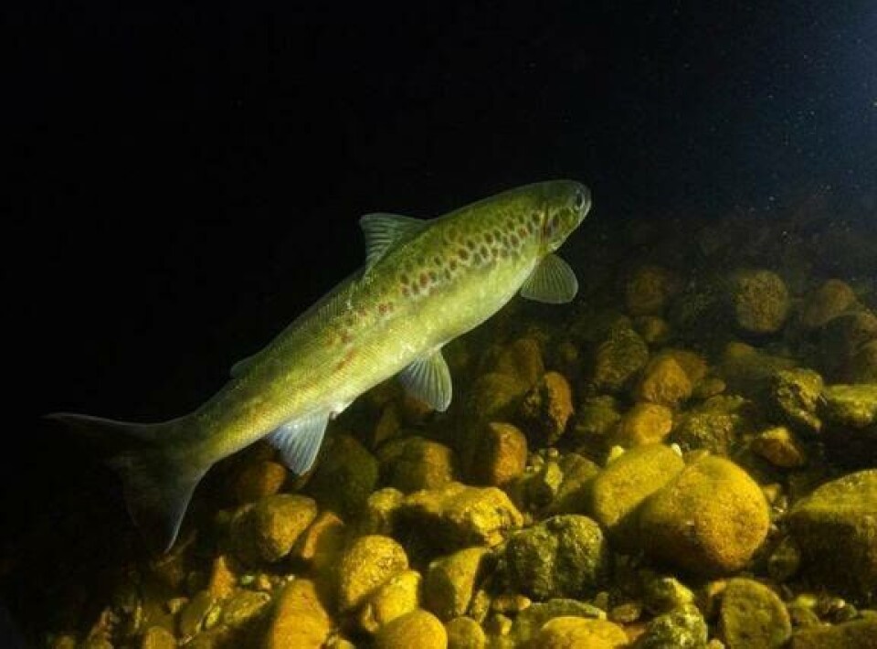 Hunn-bleke med buken bulende av rogn før gyting, fotografert ved en av gyteplassene i Byglandsfjorden. Tilsvarende observasjon ble gjort 4. desember i «Blekelaget» i Dåsvatnet, og det er godt nytt for denne særegne laksebestanden. Foto: Bjørn Barlaup, NORCE.