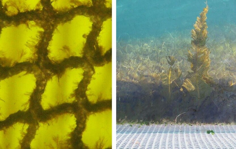 Å få systematisert den erfaringsbaserte kunnskapen rundt bekjemping av groen kan være nyttig. Foto: Sintef Ocean.