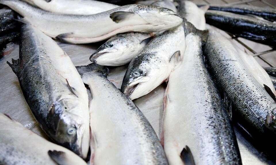 Laks var i særklasse den største arten i den norske sjømateksporten i 2021. Det ble et svært sterkt år, med rekord både i volum og verdi. Illustrasjonsfoto: Colorbox.