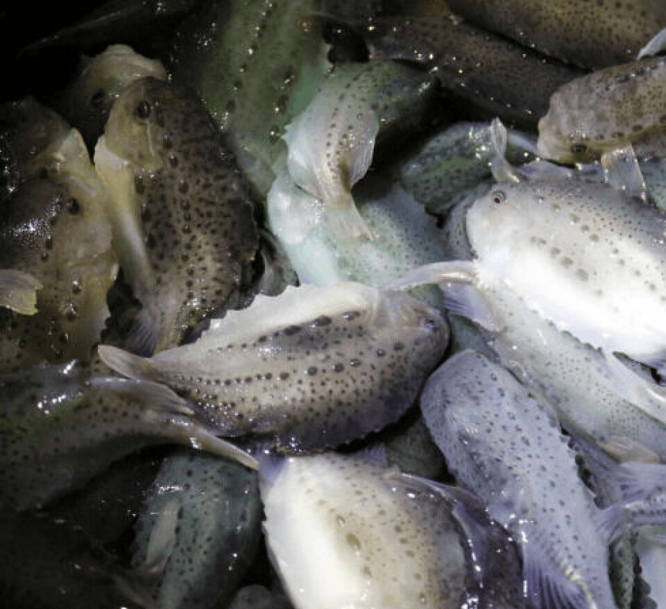 Yngel påvekst hos Steinvik Rensefisk. Sluttkontroll på leveringsklar fisk (45g). Foto: Steinvik Rensefisk.