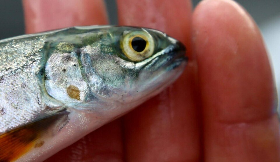 Lus på sjøørret-smolt. Foto: Havforskningsinstituttet.