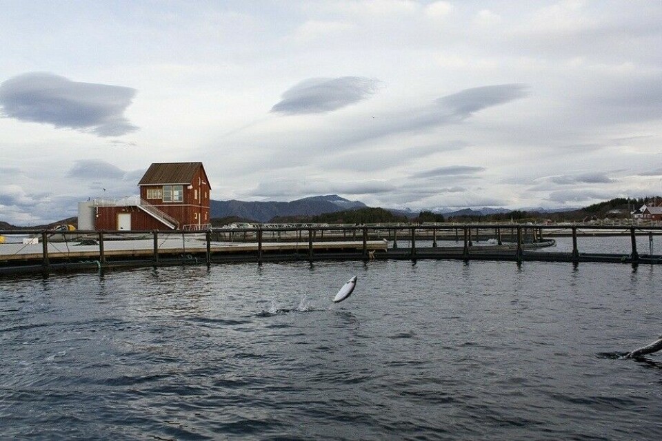 Laks som hopper i sjøen hos Norsk Havbrukssenter. Illustrasjonsfoto: Kyst.no