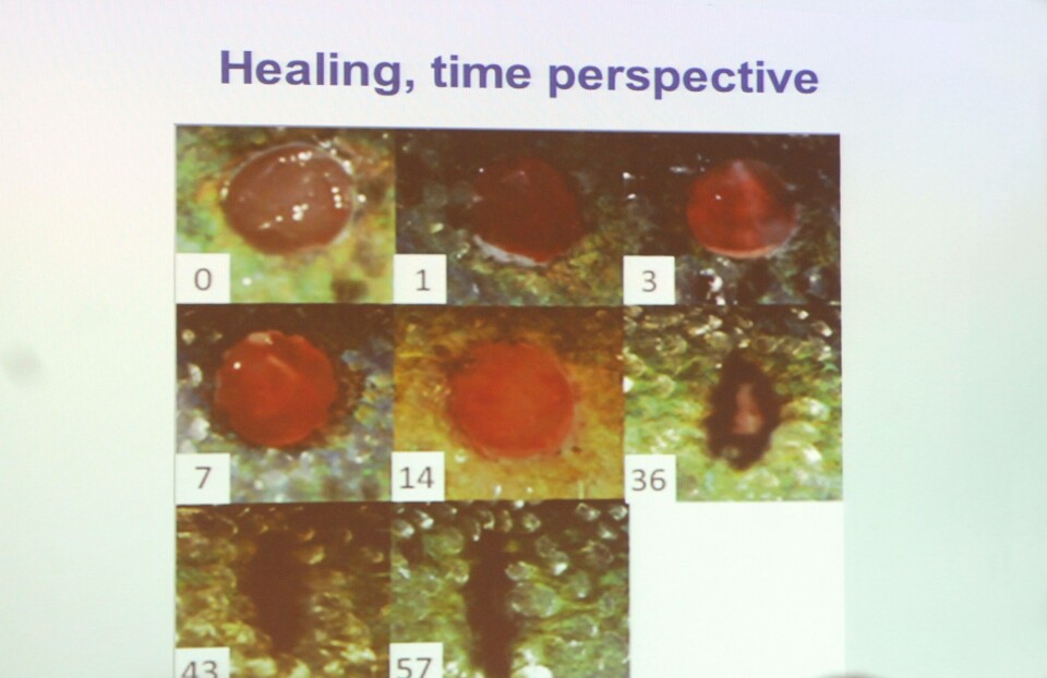 Sår heles forskjellig om fisken er stresset eller ikke.