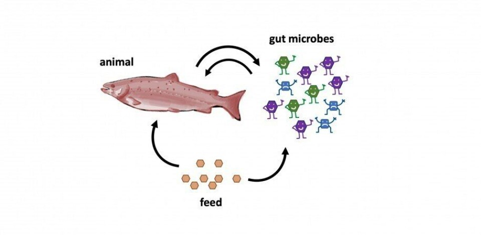 Når det kommer til fisk er sammenhengen mellom mikrobene i tarmen og fiskens omsetning av næringsstoffer lite undersøkt. I andre dyr som drøvtyggere og mennesker er dette forsket ganske lenge på. Illustrasjons: NMBU