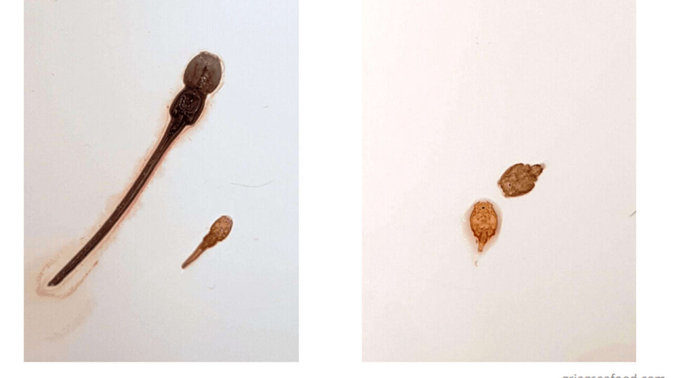 Fotokreditt: Grieg Seafood.