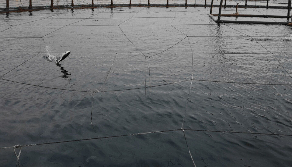 Akvaveterinærenes forening arrangerer en høstkonferanse 14.-15. november i Tromsø.