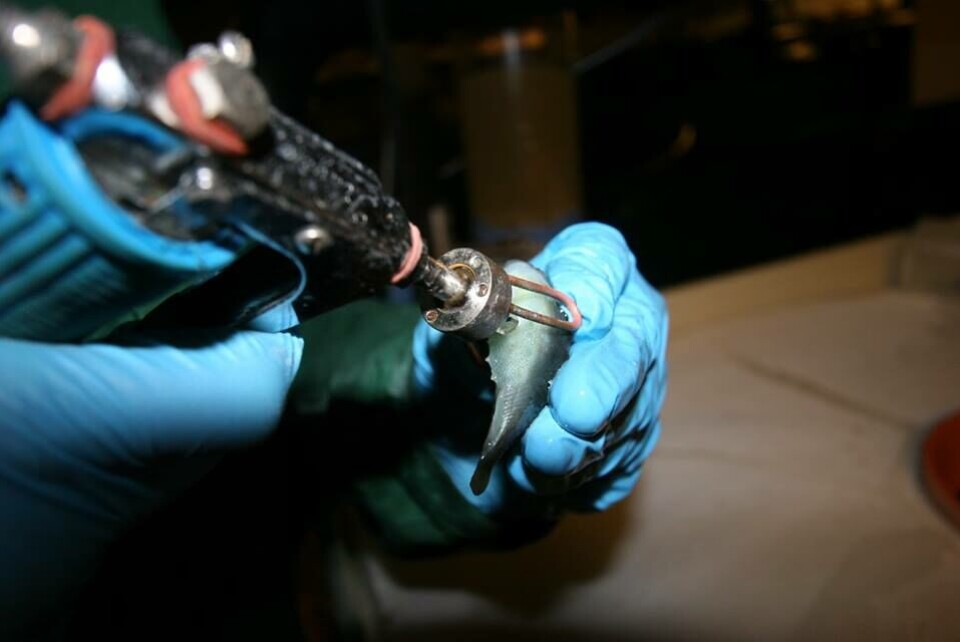 Vaksinering av rognkjeks i Svelgen ved anlegget i Sogn. Foto: Steinvik.