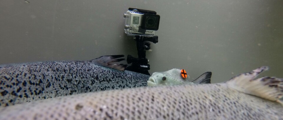 Svømmeforsøket involverte merkede rognkjeks som ble filmet. Foto: Privat.