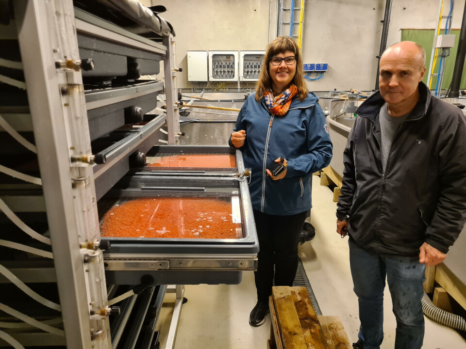 Rogn 100 m legges inn i klekkeskapet hos Blom Settefisk AS. På bildet: Kate F. Stenerud, regionsleder Sør-Norge Benchmark Genetics Norway og Klaus Nyhammer, produksjonssjef smolt hos Blom Fiskeoppdrett AS