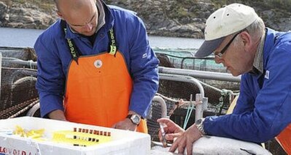 Bildet viser seniorforsker Kjell-Arne Rørvik som tar blodprøver under et prøveuttak på Nofimas anlegg på Averøy i Møre og Romsdal i mai 2010. Foto: Nofima
