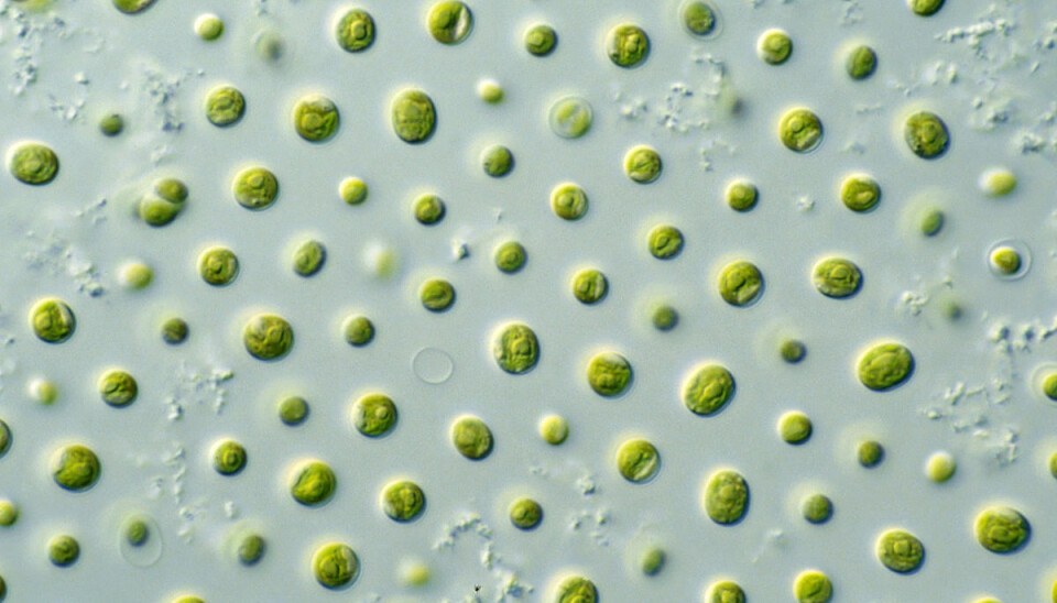 Alger kan produsere marint omega-3 som igjen kan brukes i fôret. Foto: Wikipedia.