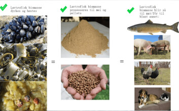 Lavtrofisk biomasse skal prosesseres til mel og pellets. Foto: AkvaTotal.