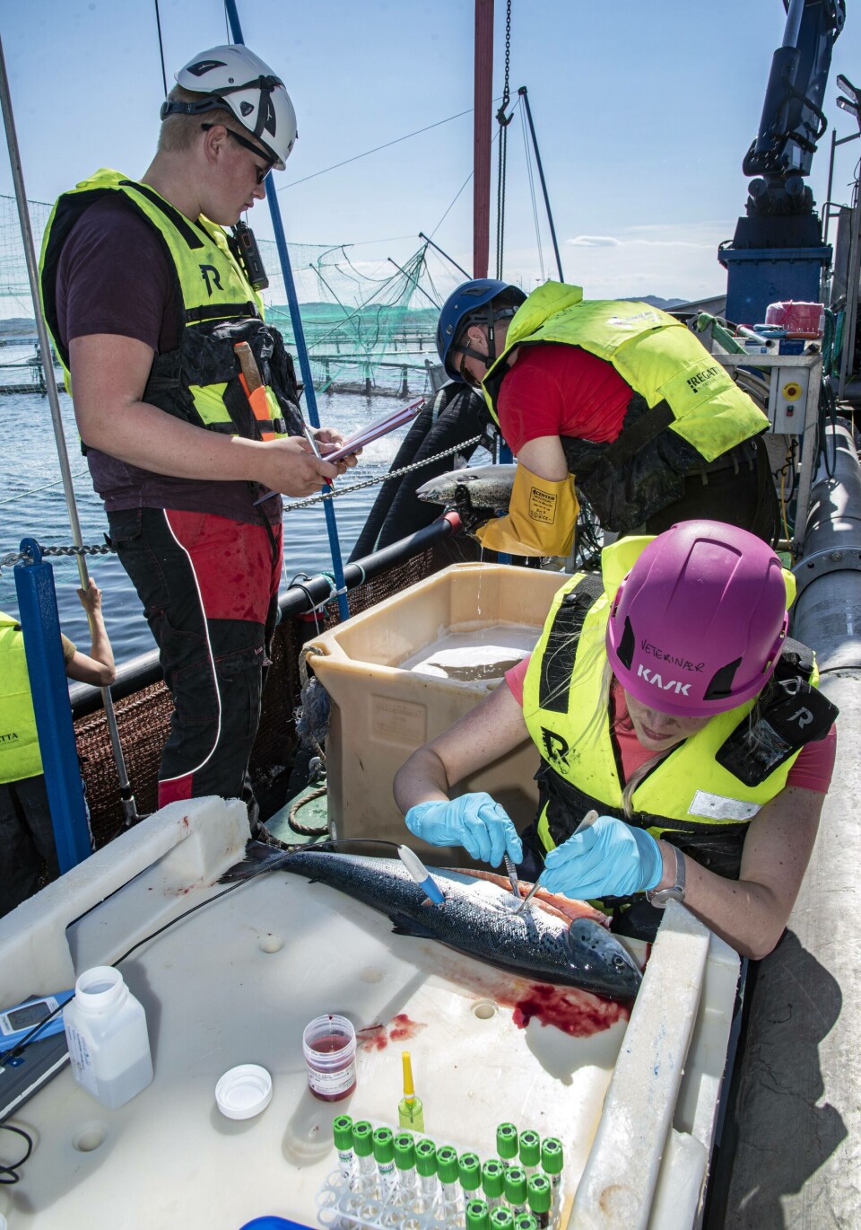Arbeidet med dokumentasjon av SkaMik har involvert ulike aktører. Fra venstre driftstekniker Stein Tore Østensen (SinkabergHansen), driftsansvarlig Arnt Roger Martinsen (Fisheraquaservice), veterinærstudent Jakob Mo og ansvarlig veterinær Aoife Westgård (Aqua Kompetanse). Foto: Tom Lysø Arbeidet med dokumentasjon av SkaMik har involvert ulike aktører. Fra venstre driftstekniker Stein Tore Østensen (SinkabergHansen), driftsansvarlig Arnt Roger Martinsen (Fisheraquaservice), veterinærstudent Jakob Mo og ansvarlig veterinær Aoife Westgård (Aqua Kompetanse). Foto: Tom Lysø
