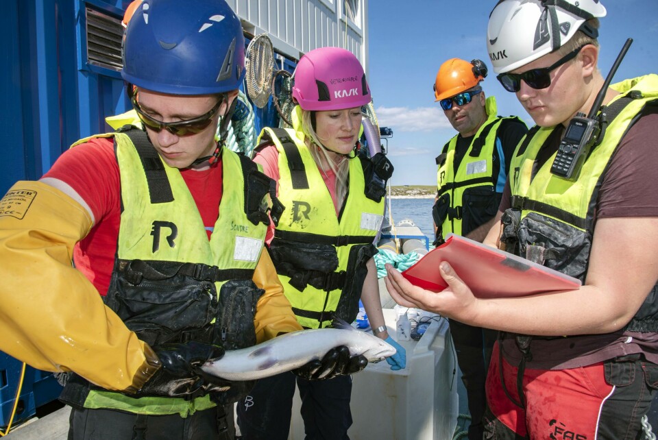Sesongens uavhengige testprogram rundt SkaMik 1.5 har vært ledet av veterinær Aoife Westgård (rosa hjelm) fra Aqua Kompetanse. Foto: Tom Lysø