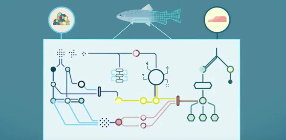 Digital salmon ved NMBU skal begrense dyreforsøk. Foto: Visual Lab