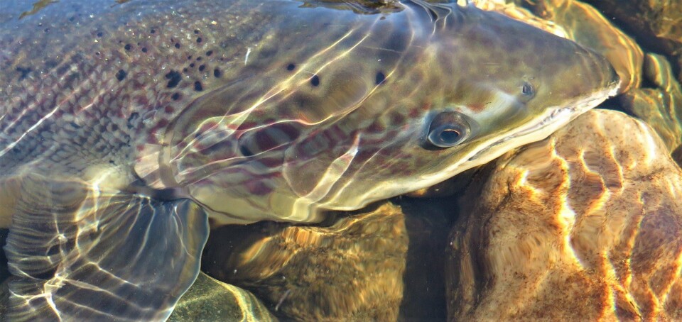 VKM har vurdert risikoen for negative effekter på biologisk mangfold og økosystemer i Norge ved import av laks eller rogn fra Klaraälven i Sverige for utsetting i Trysilvassdraget. Illustrasjonsfoto: VKM VKM har vurdert risikoen for negative effekter på biologisk mangfold og økosystemer i Norge ved import av laks eller rogn fra Klaraälven i Sverige for utsetting i Trysilvassdraget. Illustrasjonsfoto: VKM