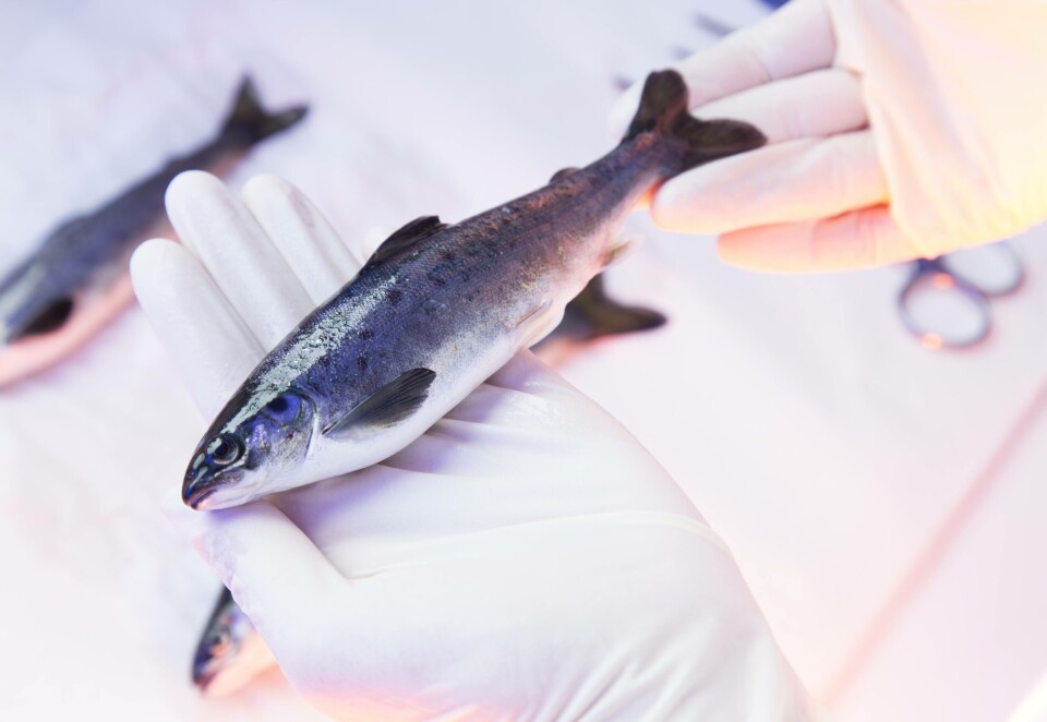 SuperSmolt motbeviste negativ hypotese