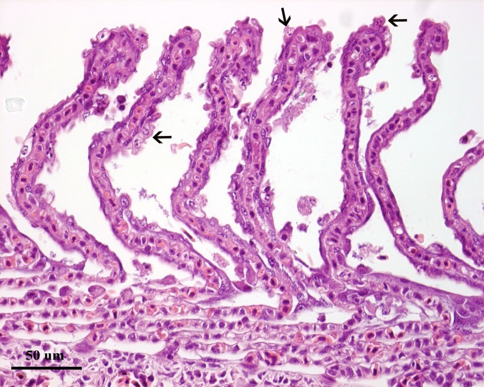 Histologi av gjeller fra villfanget stamfisk av laks infisert med salmon gill poxvirus. Pilene indikerer infiserte celler som felles av fra gjellene. Foto: Mona C. Gjessing