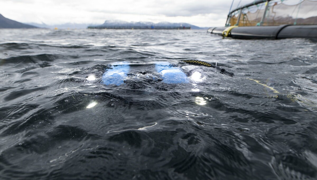 ROV-operatør om dårlig oppdagelse av hull i not: - Glad for fokuset
