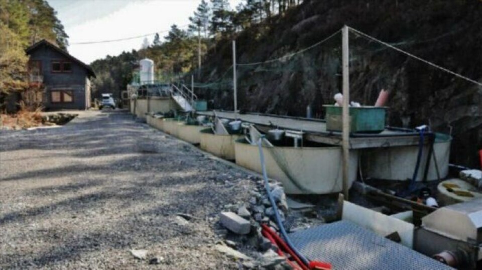 Høye kostnader gjør at det lille selskapet Dåfjorden Klekkeri ser røde tall i regnskapsboken. Foto: Dåfjorden Klekkeri.