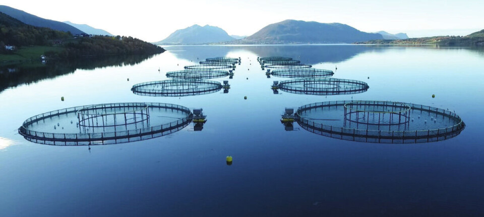 Nordic Halibut vil sette ut en million fisk i sjøen