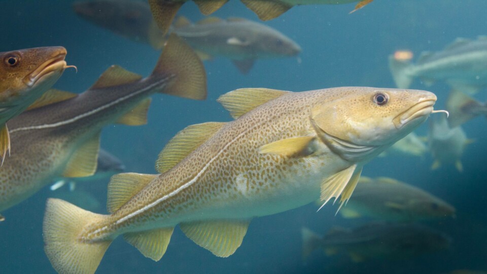 HI seier i rapporten at det manglar kunnskap om effektane av genetisk påverknad frå oppdrettstorsk til villtorsk. Illustrasjonsfoto av oppdrettstorsk: Frank Gregersen/Nofima.