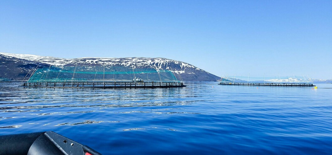 Torsken til NorCod som står på Finnangerøya har sitt opphav fra Nofima (5. generasjon), mens torsken på Jamnungen stammer fra Havlandet Marin yngel (6. generasjon). Foto: NorCod