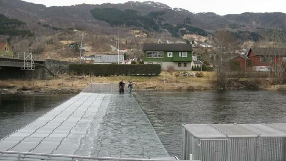 Etneelven har i de senere året fått laget en stor laksefelle. Foto: Etne Elveierlag.