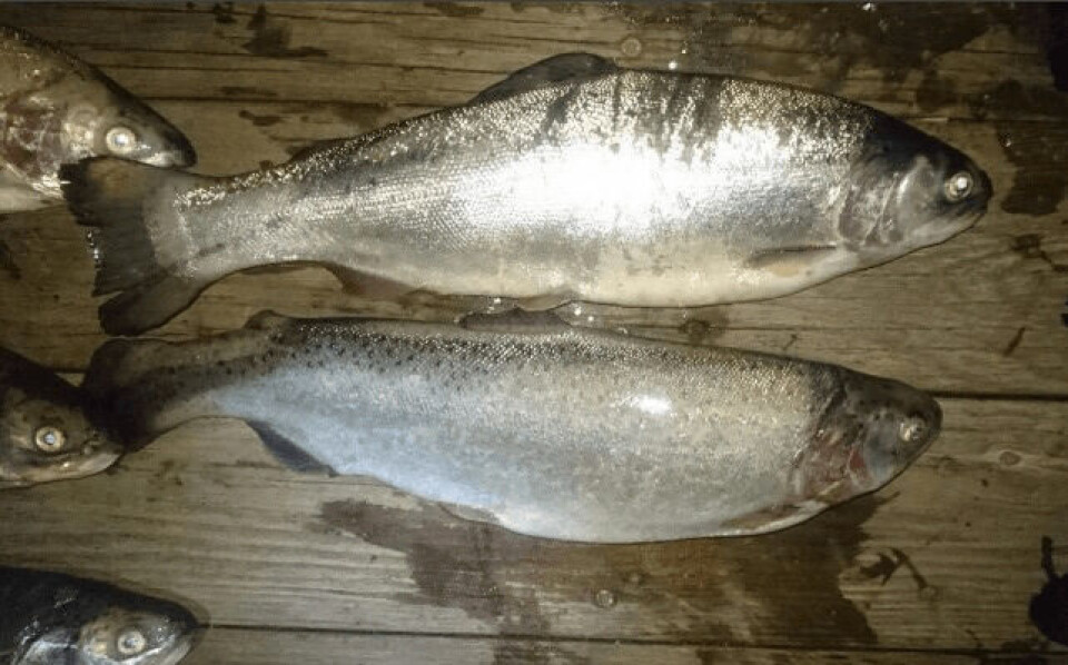 Det har vore ei rømming hos Blom Fiskeoppdrett. Illustrasjonsfoto av rømd regnbogeaure: Fiskeridirektoratet.