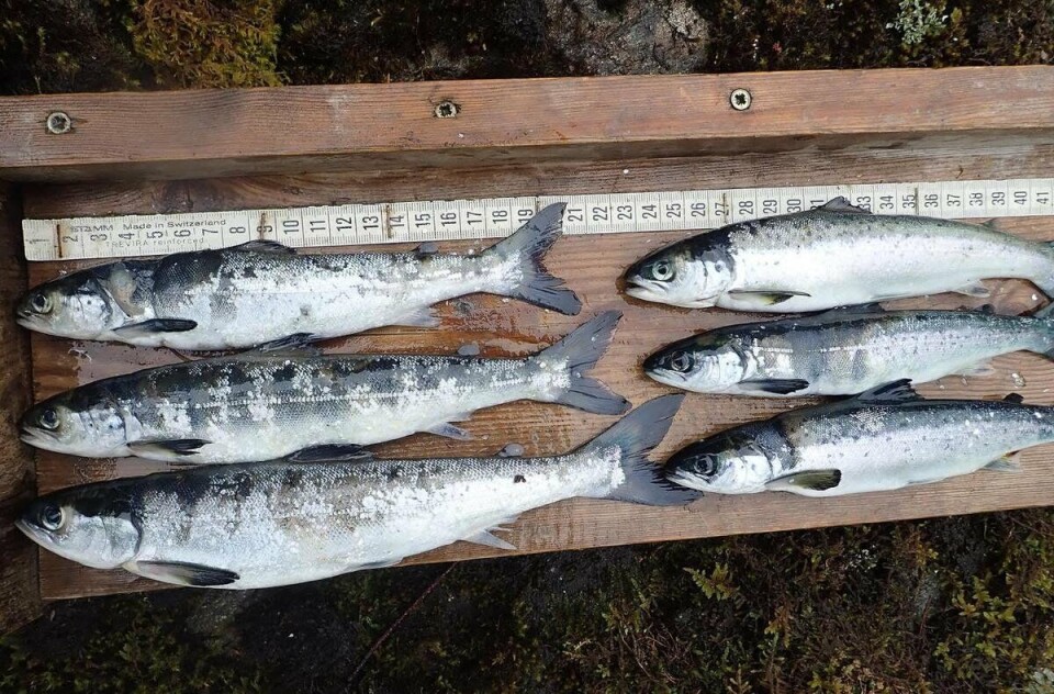 Rømming i Hordaland