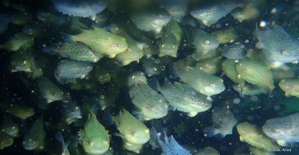 Lusespiseren til selskapet skal settes ut hele veien fra Helgeland i sør og nordover til Finnmark. Foto: Arctic Cleanerfish.