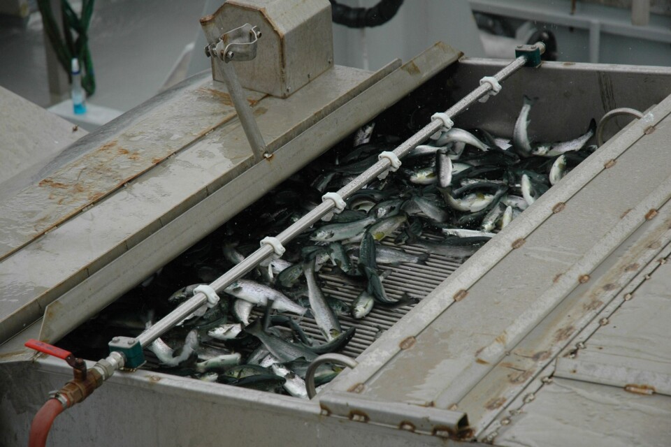 Illustrasjonsbilde smolt. Foto: Arkiv. Illustrasjonsbilde smolt. Foto: Arkiv.