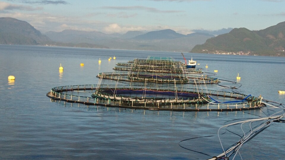 Snorkelmerder på Låvå. Foto: Frode Oppedal