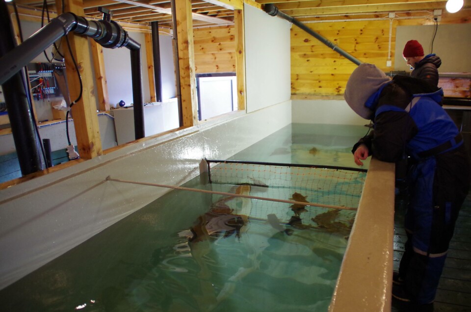 Skjerneset Fisk produksjon. Foto: Skjerneset Fisk.