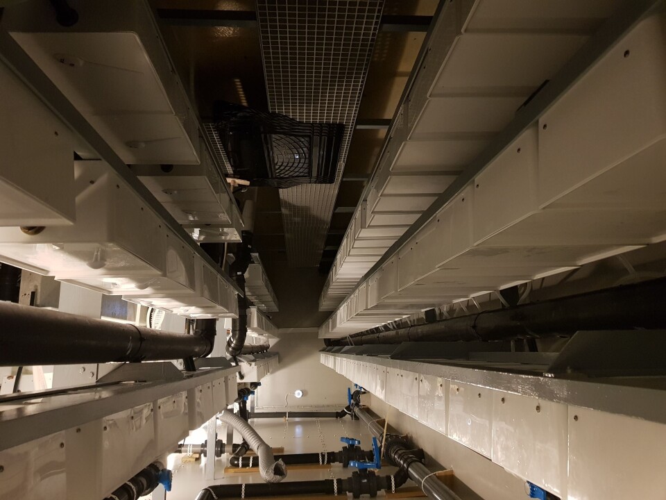 Selskapet har nå produsert opp 1400 egenproduserte inkubatorer som gir plass til ca 700 liter med rogn. Foto: Skjerneset fisk.