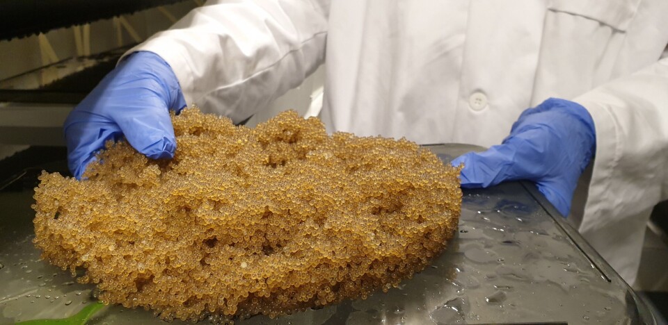 Rognkjeksrogn formet til sterner hos Skjerneset fisk. Foto: Skjerneset fisk.