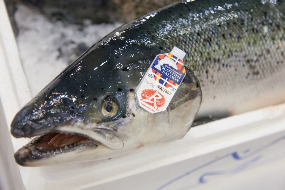 Eksporten av skotsk laks til Frankrike har falt med 19 % i de første ni månedene av 2018. Foto: Fishfarmingexpert.com.